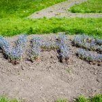 30107968_nhs-in-blue-flowers-in-happy-mount-park